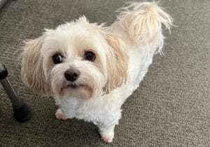 mia aka waddles